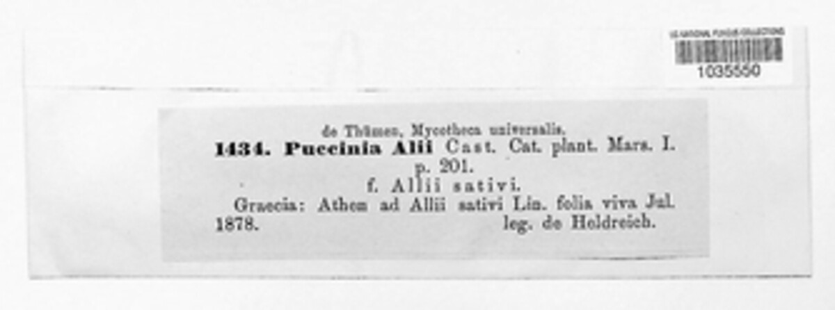 Puccinia alia image